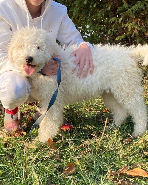 Trzsknyvezett komondor kiskutyk