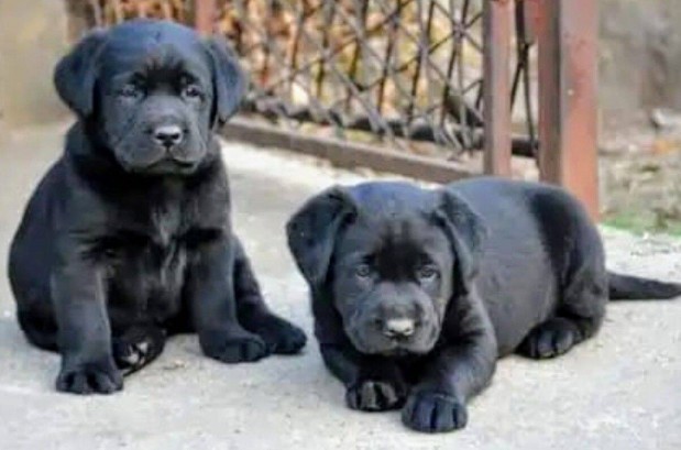 Törzskönyvezett labrador kiskutyák eladók