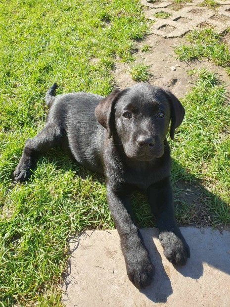 Trzsknyvezett labrador kislny