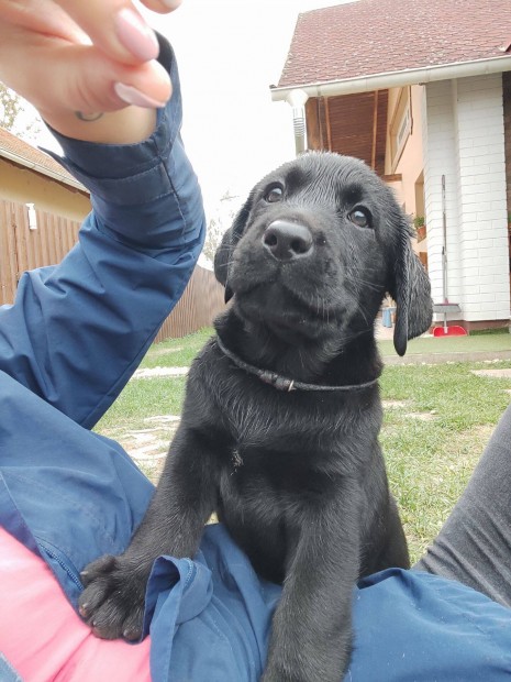 Trzsknyvezett labrador retriever kiskutyk