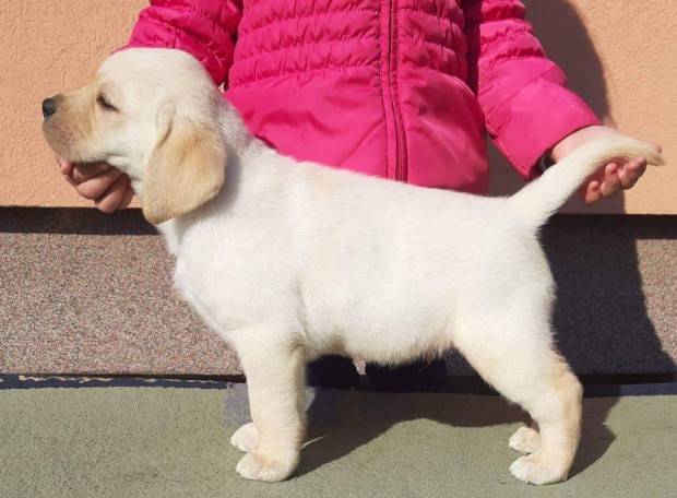 T�rzsk�nyvezett labrador retriever k�lyk�k elad�k