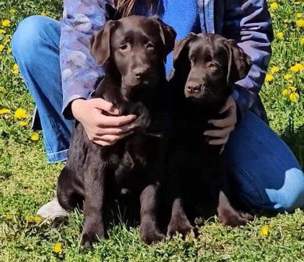 Törzskönyvezett labrador retriever kölyök eladó