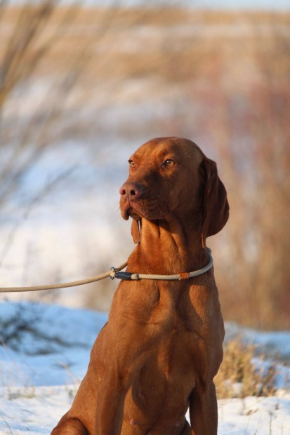 T�rzsk�nyvezett magyar viszla szuka
