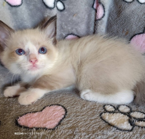 Törzskönyvezett ragdoll fiú