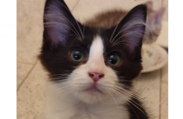Törzskönyvezett ragdoll fiú cica