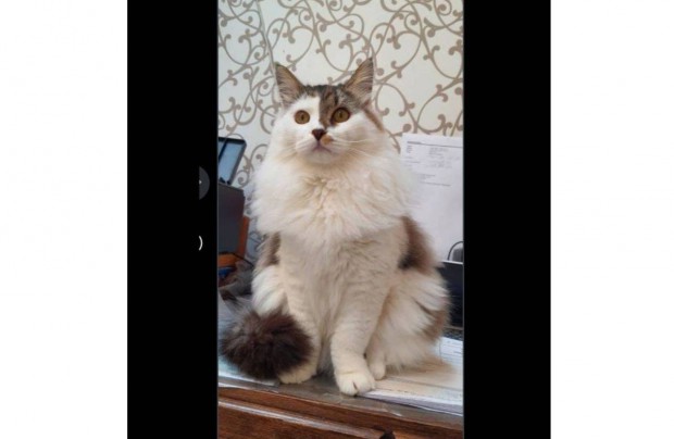 T�rzsk�nyvezett szib�riai kiscica elad�