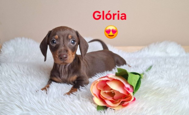 T�rzsk�nyvezett t�rpe tacsk� kisl�ny