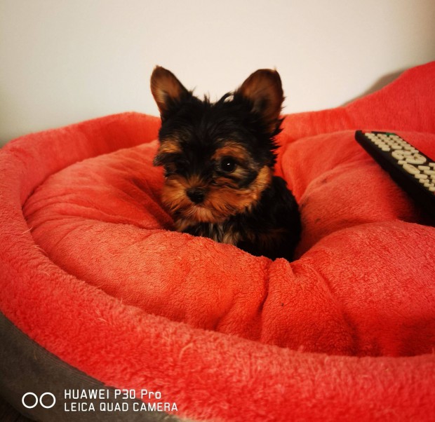 Trzsknyvezett yorkshire terrier mini mret kiskutyk