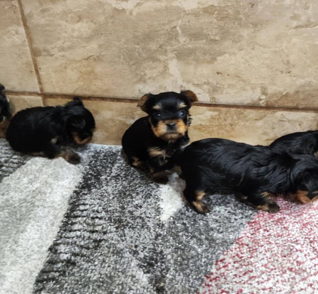 Trzsknyvezett yorkshire terrier mini mret kiskutyk