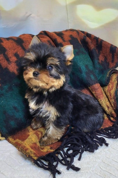 Trzsknyvezett yorkshire terrier/yorkie/yorki kisfi