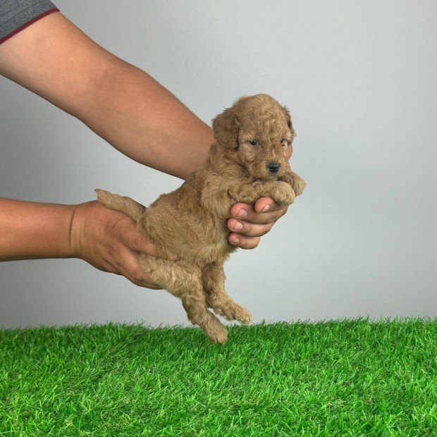 Toy Uszkr Toy poodle kiskutya