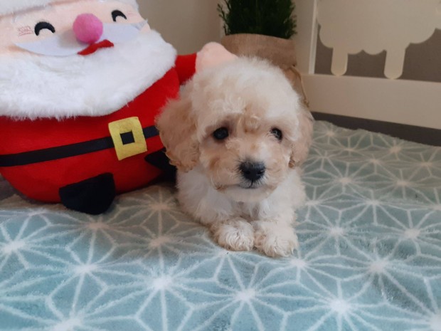 Toy - trpe uszkr ( nem maltipoo havapoo )