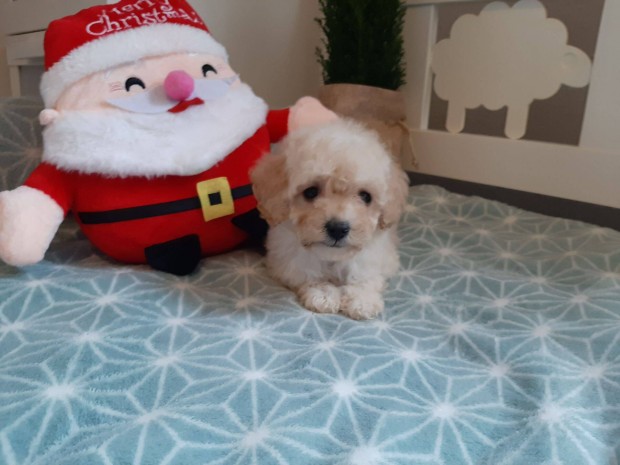 Toy - trpe uszkr ( nem maltipoo havapoo )