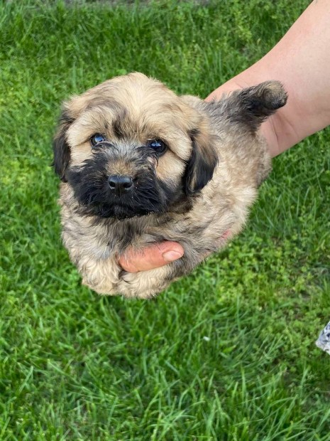 Toy uszkár × bichon havanese eladó havapoo maltipoo
