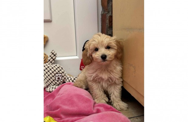 Toy uszkár apától Maltipoo kisfiú gazdiját várja