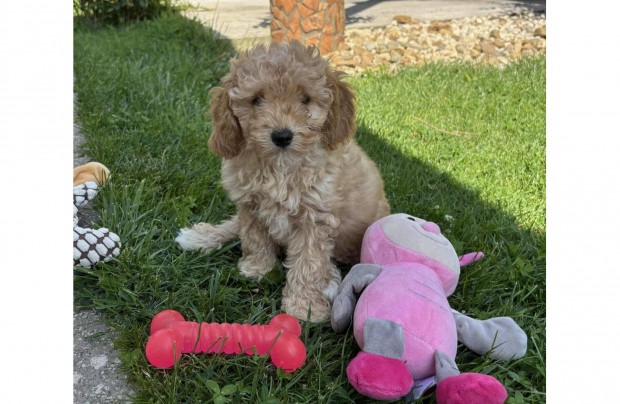 Toy uszkár apától Maltipoo kislány gazdiját várja