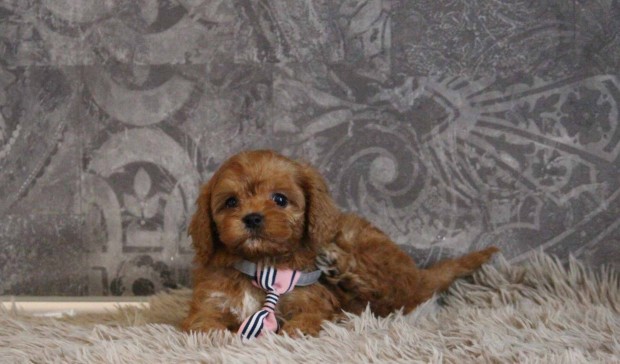 Toy uszkr-cavapoo