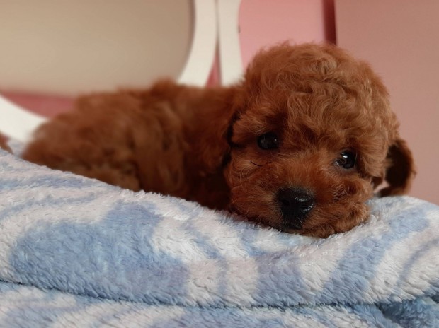 Toy uszk�r elad� kiskuty�k