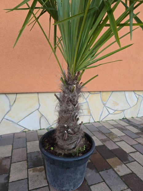 Trachycarpus fortunei - Knai kenderplma