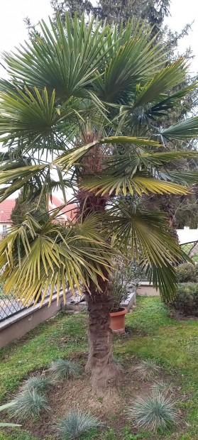 Trachycarpus fortunei - Knai kenderplma mag elad