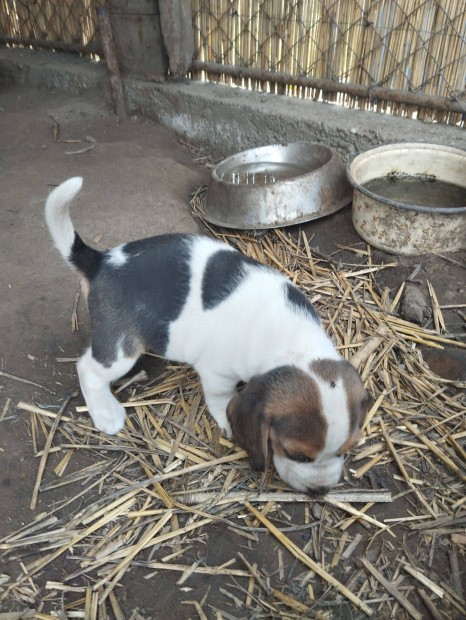 Tricolor beagle fajtatiszta jelleg kiskutyk