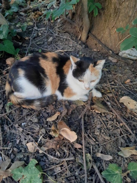 Tricolor nstny cica keresi szeret gazdijt benti tartsra