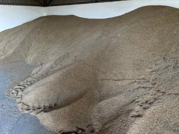 Tritikl 2024 J minsg Triticale