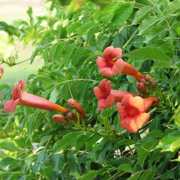 Trombita folyondr campsis radicans