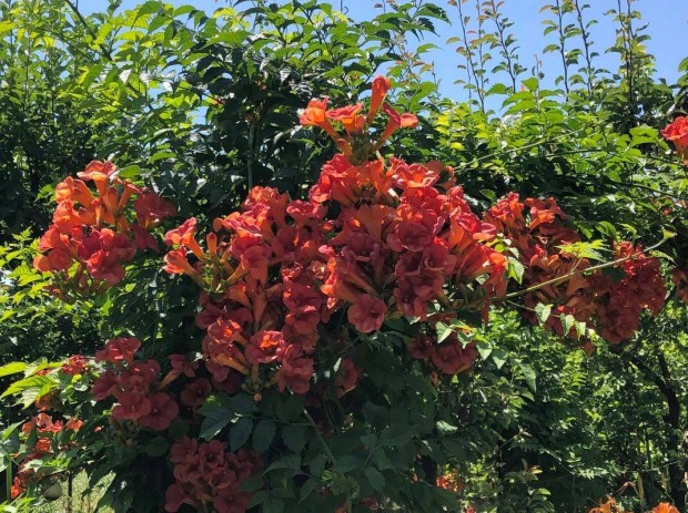 Trombitafolyondr narancsvrs - Campsis radicans