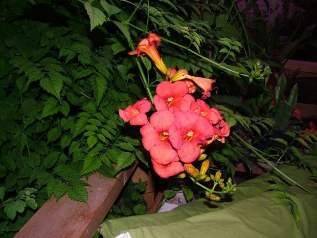 Trombitafolyondr narancsvrs - Campsis radicans