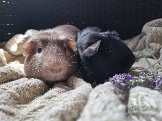 Tulipn Tengerimalac hmek 