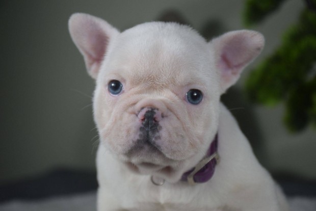 Tndri francia bulldog kislny