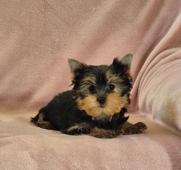 Tündéri yorki , yorkshire terrier kislány Budapesti szállítással !