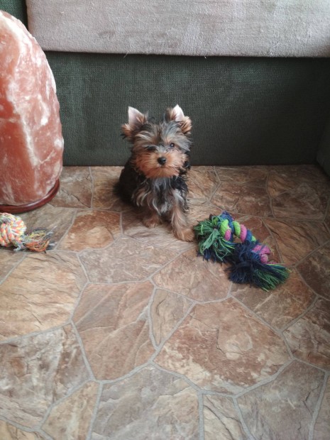 Tndri yorkshire terrier Kismret babk