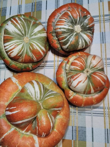 Turbán Dísztök vetőmag Eladó