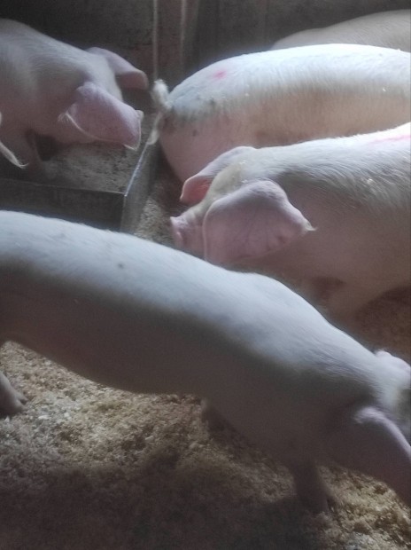 Turcsi anya és magyar lapály apa keresztezésű süldők eladók.