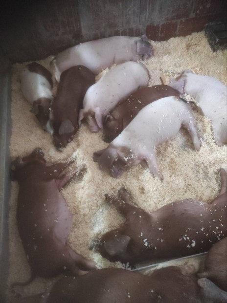 Turcsi orrú anya és kanadai duroc apa keresztezésű malacok eladók.