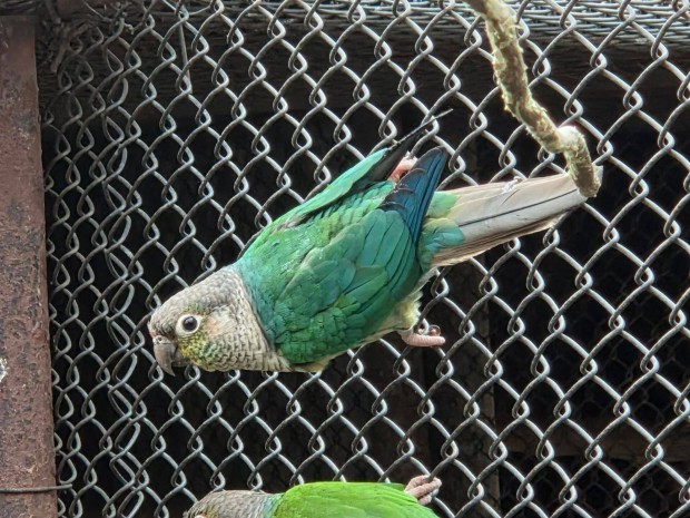 T�zfark� vagy Pyrrhura vagy Z�ldarc� v�r�s fark� papag�j