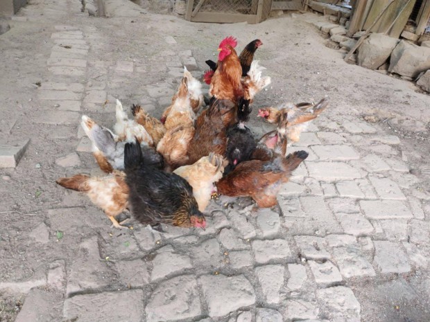 Tyk, kakas, kacsa elad