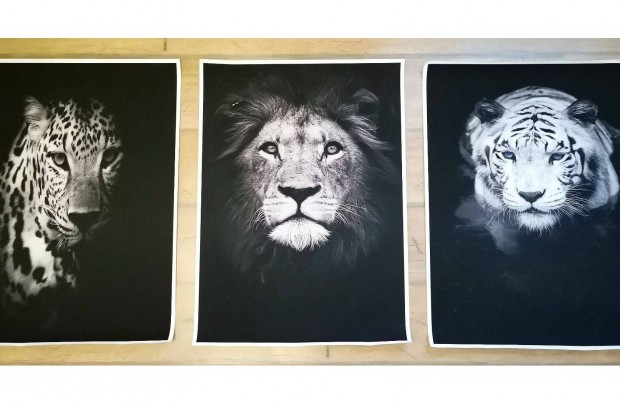 Új,Nagymacskáksorozat- keret nélküli vászonképek(50x70cm)