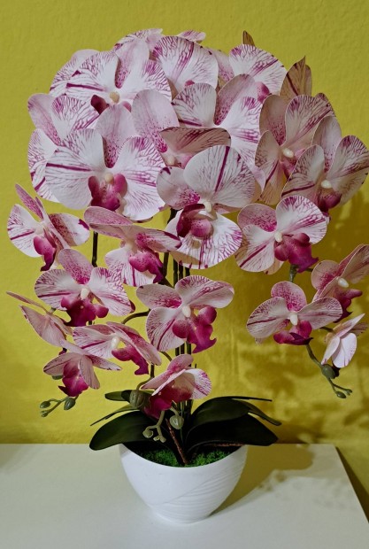 j, gynyr leth orchidea