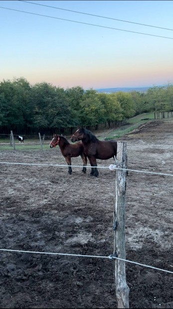 j helyen legelne shonos l kanca pros