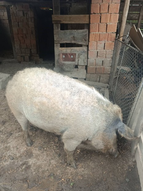 j helyre kltzne Mangalica koca