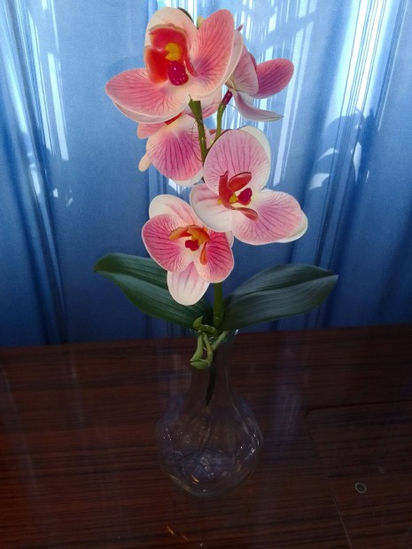 j rzsaszn orchidea mvirg 30 cm-es