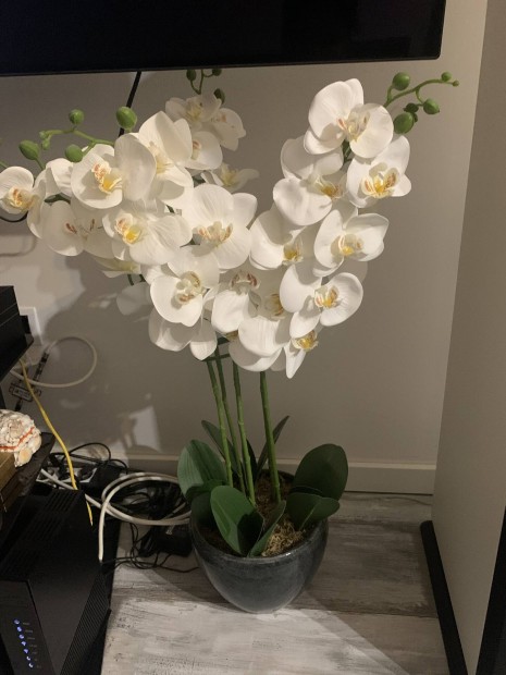 jszer nagy m orchidea mvirg