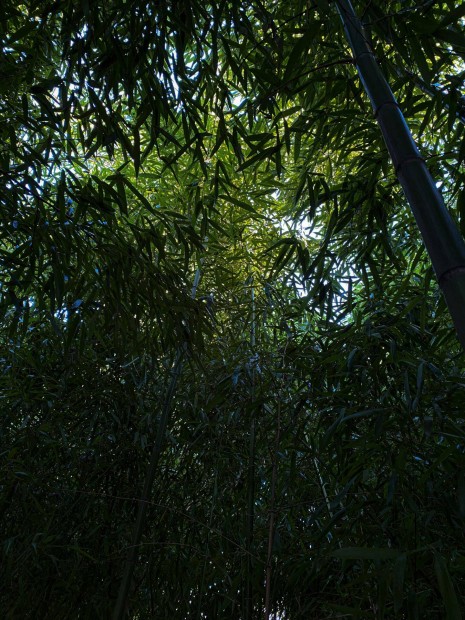 ltethet bambuszok