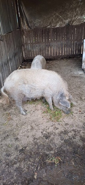 res Mangalica koca elad! 