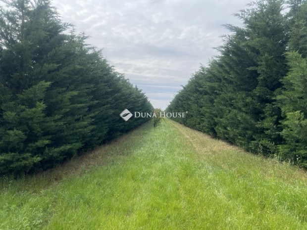 �rhidai elad� 5633 nm-es telek