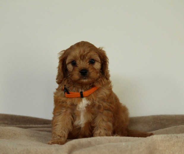 Uszkr-Cavapoo kislny