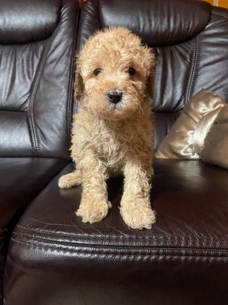 Uszk�r fajtatiszta jelleg� kiskutya elad�